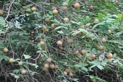 Diospyros cordifolia
